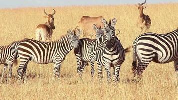 Male Impalas and Zebras video