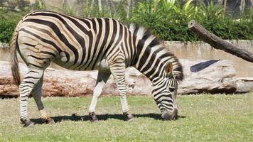 Common Zebra, science names "Equus burchellii", eating in grass field, HD video