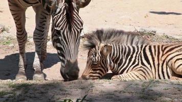 Zebra mother take care her baby