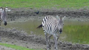 Two black and white striped zebra walking