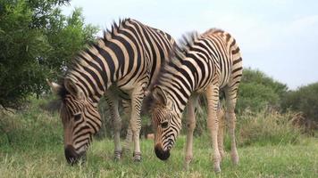 Zebrafohlen mit Mutter, Südafrika video