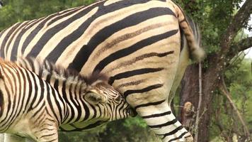 puledro zebra con la madre, sud africa