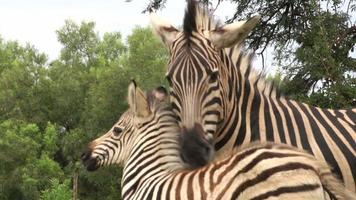 zebraföl med mamma, Sydafrika