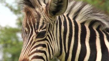 zebra veulen met moeder, Zuid-Afrika video