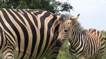 puledro zebra con la madre, sud africa