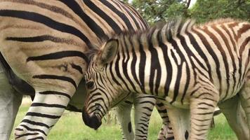 Zebrafohlen mit Mutter, Südafrika video