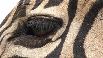 primo piano dell'occhio di zebra, sud africa video