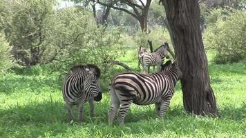 wildes Zebrapferd in afrikanischer Botswana Savanne Afrika video