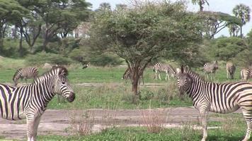 vild zebrahäst i afrikanska botswana savann afrika video