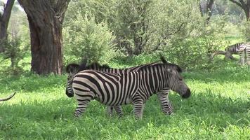 cavalo zebra selvagem na savana africana do botsuana africana