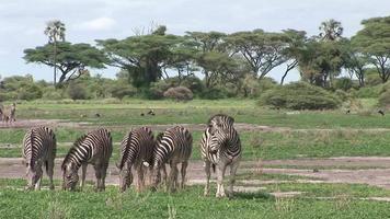 cavallo selvaggio della zebra nella savana africana del botswana africa