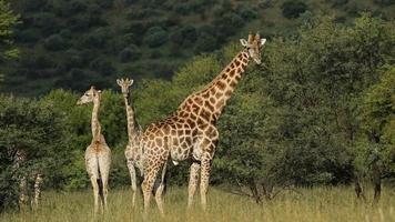 alimentando girafas