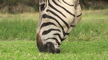 primo piano della zebra al pascolo breve erba verde, sud africa video