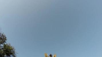 Imágenes espectaculares de cebra caminando sobre la cámara, Sudáfrica video