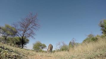 filmagem espetacular de zebra andando sobre a câmera, áfrica do sul video