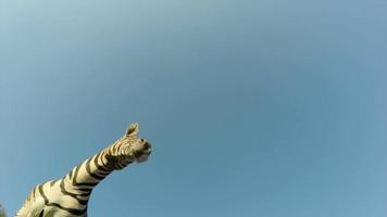 spectaculaire beelden van zebra die over de camera loopt, Zuid-Afrika