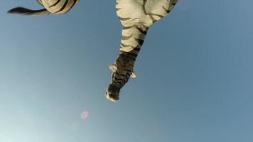 spectaculaire beelden van zebra die over de camera loopt, Zuid-Afrika