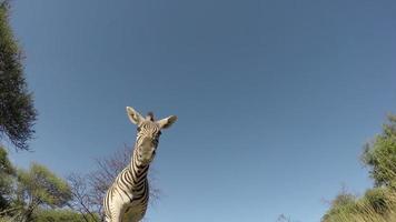 spektakulära bilder av zebra som går över kameran, Sydafrika