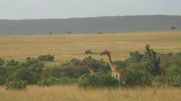 Antenne: Touristenjeeps fahren auf afrikanischen Safari an Giraffen vorbei video