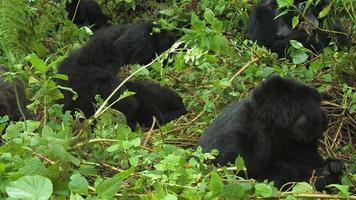 gorilas da montanha, parque nacional de vulcões, Ruanda video