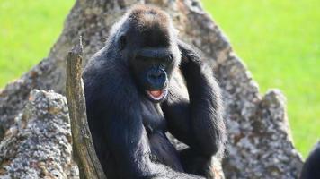 gorilla video