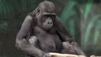 kinderspel van een gorillawelp met een zak. video