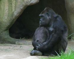 gorilla håller baby
