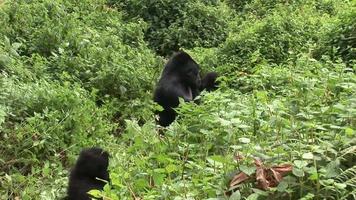 vild gorilla rwanda tropisk skog