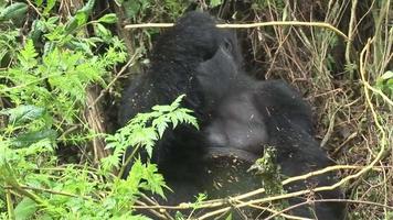 vild gorilla rwanda tropisk skog