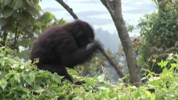 wilde gorilla rwanda tropisch bos