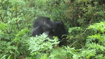 wilde gorilla rwanda tropisch bos