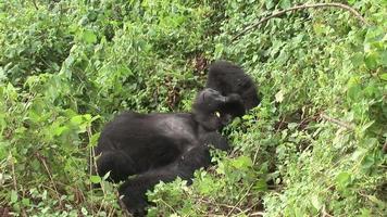 gorille sauvage rwanda forêt tropicale