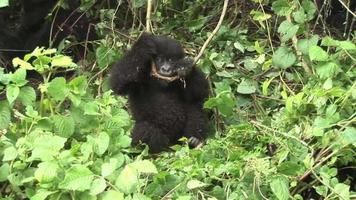 gorille sauvage rwanda forêt tropicale