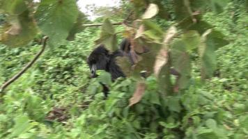 wilder Gorilla Ruanda Tropenwald video