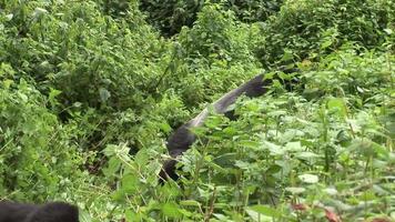 vilda gorilladjur rwanda afrika tropisk skog video
