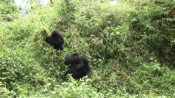 gorille sauvage animal rwanda afrique forêt tropicale video