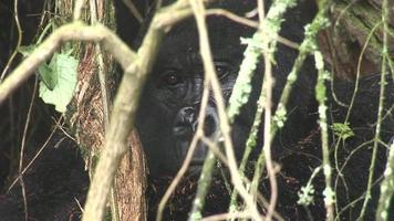 wilder Gorillatier Ruanda Afrika tropischer Wald