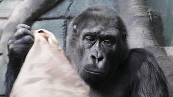 An old gorilla female is searching and sniffing some bagging.