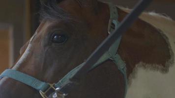 Paint horse portant licol se tient patiemment à cross-tie video