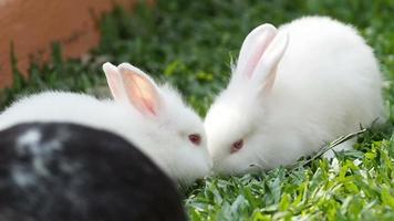 Kaninchen frisst grünes Gras.
