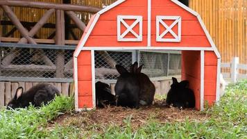 casa de coelhos de madeira com coelhos