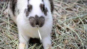 rabbit eats hay
