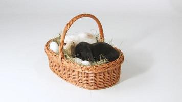 Cute baby Easter rabbits video