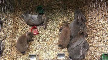 schattige kleine konijntjes in een kooi