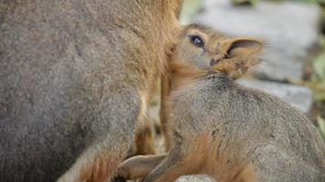 Nursing a Hare Cub video