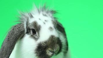 head  rabbit video
