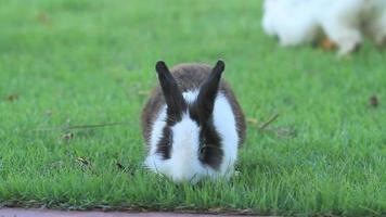 Rabbit are grazing green grass