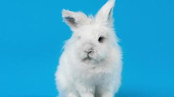 video av vit kanin på blå skärm