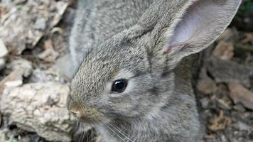Rabbit is Beautiful Animal of Nature video