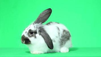 lop-eared rabbit video